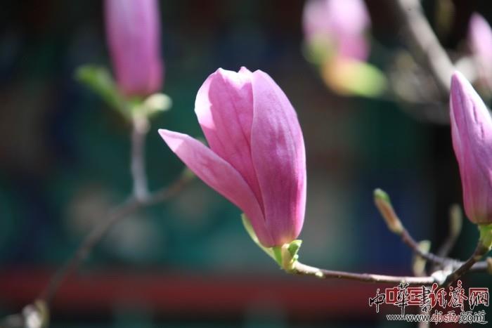 　　纪晓岚故居的花