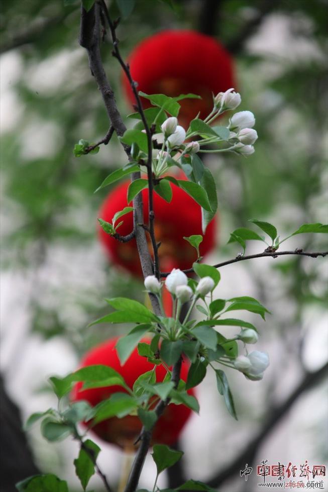 　　纪晓岚故居的花