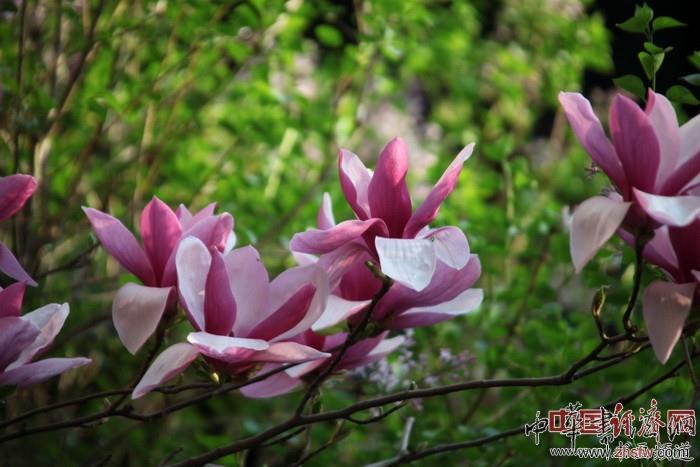 　　纪晓岚故居的花