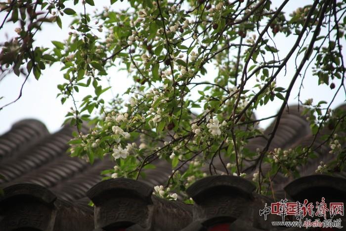 　　纪晓岚故居的花