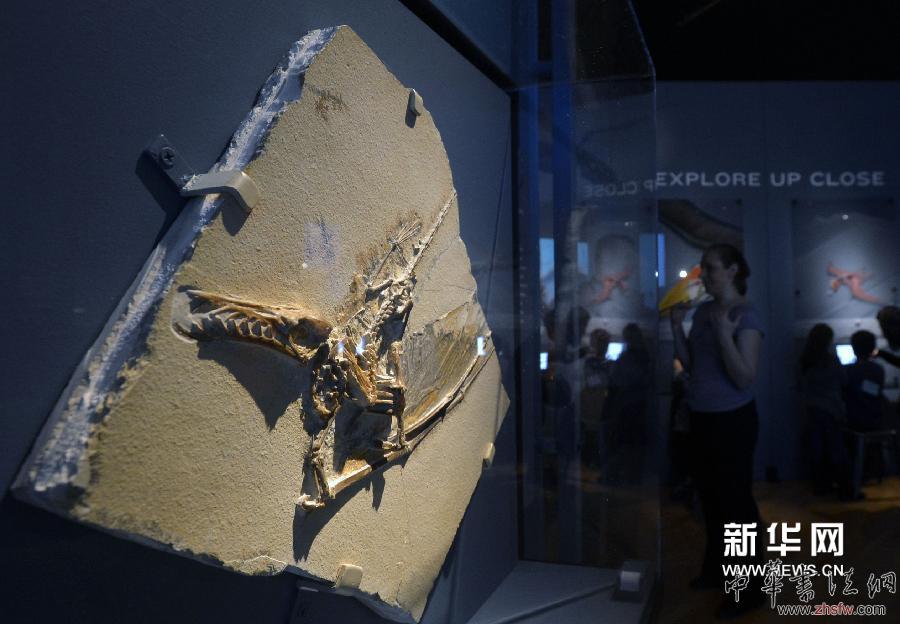 新华社照片，纽约，2014年4月1日 　　（国际）（2）美国自然历史博物馆将举办大型翼龙展　　4月1日，一件翼龙化石展品在纽约美国自然历史博物馆展出。　　当天，美国历史上最大的翼龙展“飞行在恐龙年代”在纽约美国自然历史博物馆进行媒体预展，并将于4月5日向公众开放。本次展览的化石复制品和模型来自美国自然历史博物馆馆藏和意大利、德国、中国、美国、英国、巴西等国。除此之外，展品中还包括8件化石真品，其中一件从未在德国以外展出，还有一块为2012年在罗马尼亚出土的品种极为罕见的大型翼龙化石。　　新华社记者王雷摄 
