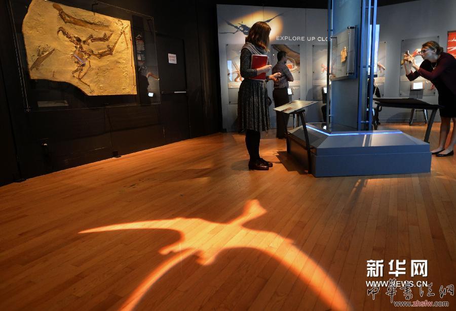 新华社照片，纽约，2014年4月1日 　　（国际）（4）美国自然历史博物馆将举办大型翼龙展　　4月1日，观众在纽约美国自然历史博物馆中参观翼龙化石展品。　　当天，美国历史上最大的翼龙展“飞行在恐龙年代”在纽约美国自然历史博物馆进行媒体预展，并将于4月5日向公众开放。本次展览的化石复制品和模型来自美国自然历史博物馆馆藏和意大利、德国、中国、美国、英国、巴西等国。除此之外，展品中还包括8件化石真品，其中一件从未在德国以外展出，还有一块为2012年在罗马尼亚出土的品种极为罕见的大型翼龙化石。　　新华社记者王雷摄 