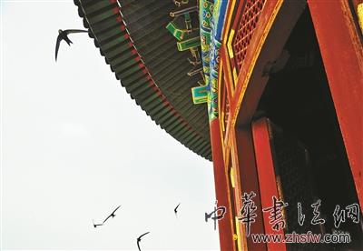 天坛公园祈年殿频遭燕子“安营扎寨”