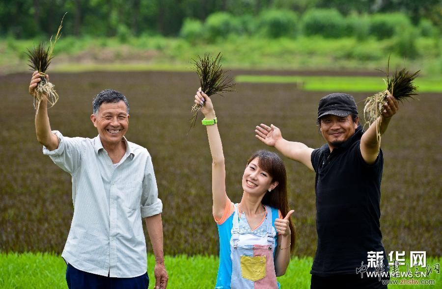 #（社会）（1）大地农民画《巨龙舞梦》试种彩色水稻