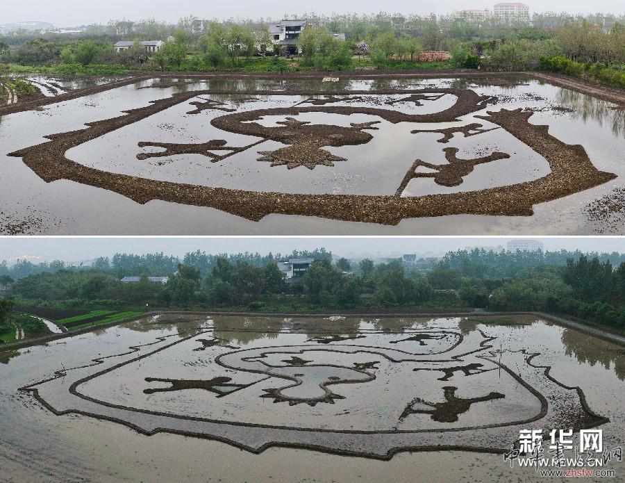 #（社会）（3）大地农民画《巨龙舞梦》试种彩色水稻
