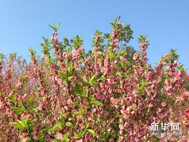 徐寒艺术馆外的花树。