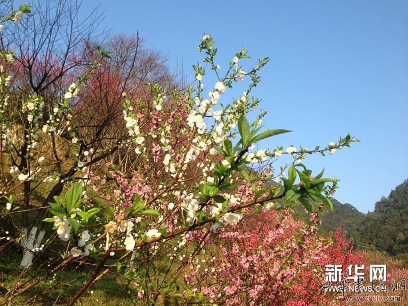 徐寒艺术馆外的花树。