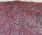 姜宝林艺术展震撼亮相