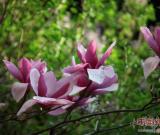 纪晓岚故居的花开了 组图
