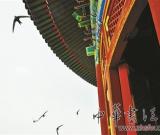 天坛公园祈年殿频遭燕子“安营扎寨”