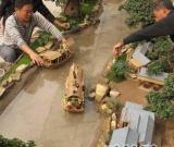 菊艺版清明上河图亮相第十届菊花展览会