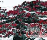 陈永锵：画木棉的原因就是喜欢