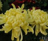 菊花专著《菊谱》在河南开封发行