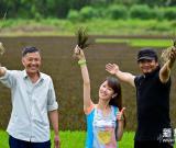 大地农民画《巨龙舞梦》试种彩色水稻 组图