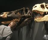 中国恐龙化石在悉尼展出 图